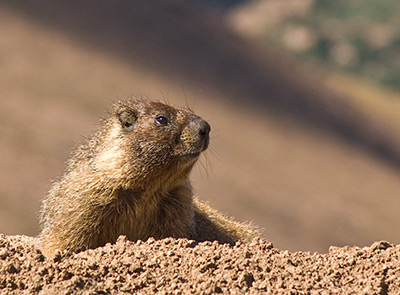 A Yellow-Bellied Marmot on Pikes Peak